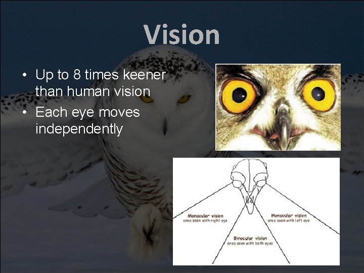 Vision • Up to 8 times keener than human vision • Each eye moves