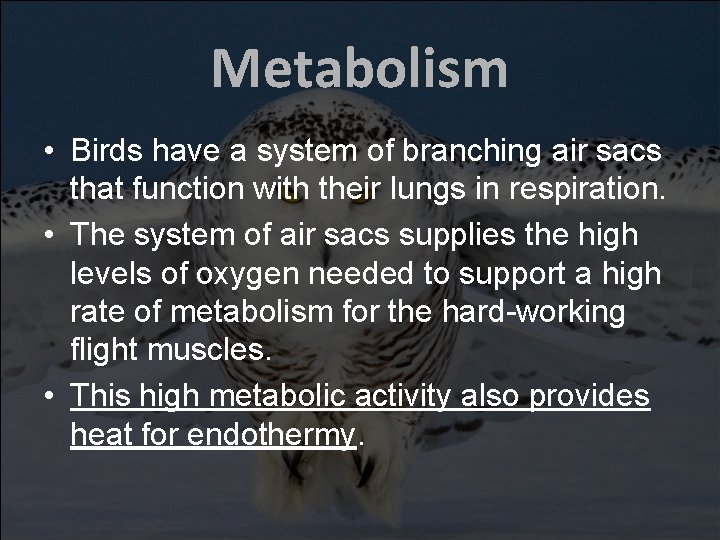 Metabolism • Birds have a system of branching air sacs that function with their