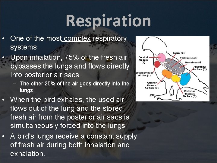 Respiration • One of the most complex respiratory systems • Upon inhalation, 75% of