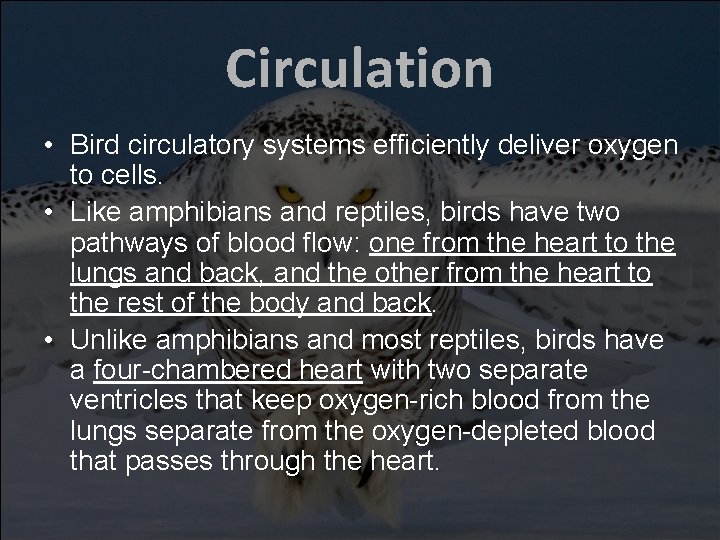 Circulation • Bird circulatory systems efficiently deliver oxygen to cells. • Like amphibians and