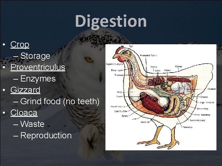 Digestion • Crop – Storage • Proventriculus – Enzymes • Gizzard – Grind food