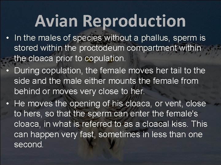 Avian Reproduction • In the males of species without a phallus, sperm is stored