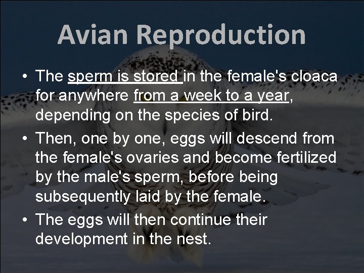 Avian Reproduction • The sperm is stored in the female's cloaca for anywhere from