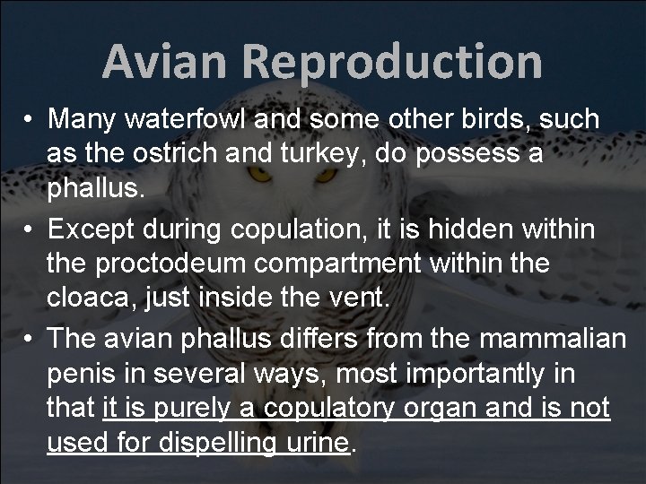 Avian Reproduction • Many waterfowl and some other birds, such as the ostrich and