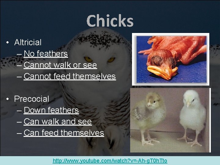 Chicks • Altricial – No feathers – Cannot walk or see – Cannot feed