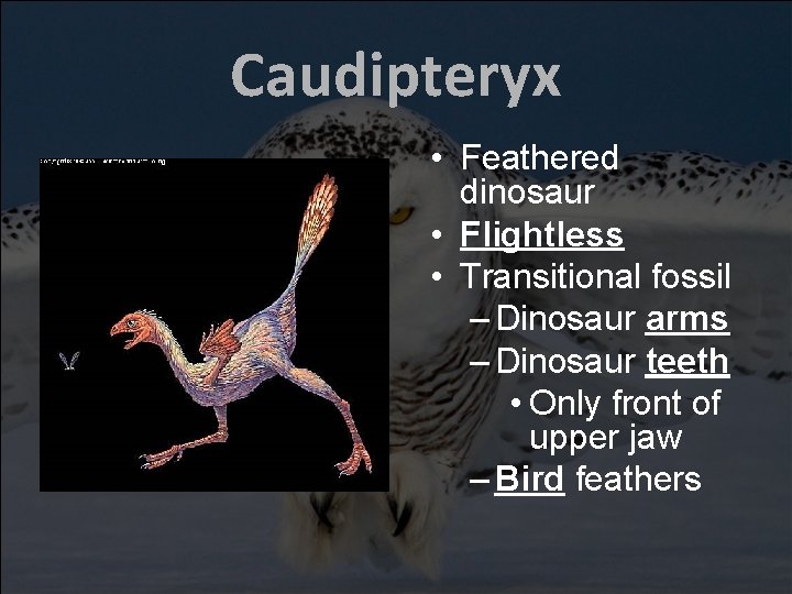 Caudipteryx • Feathered dinosaur • Flightless • Transitional fossil – Dinosaur arms – Dinosaur