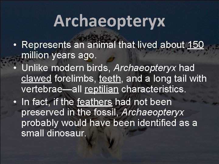 Archaeopteryx • Represents an animal that lived about 150 million years ago. • Unlike