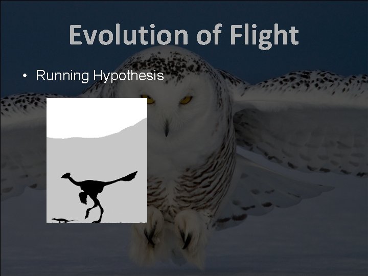 Evolution of Flight • Running Hypothesis 