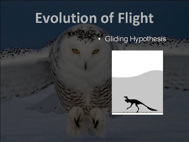 Evolution of Flight • Gliding Hypothesis 