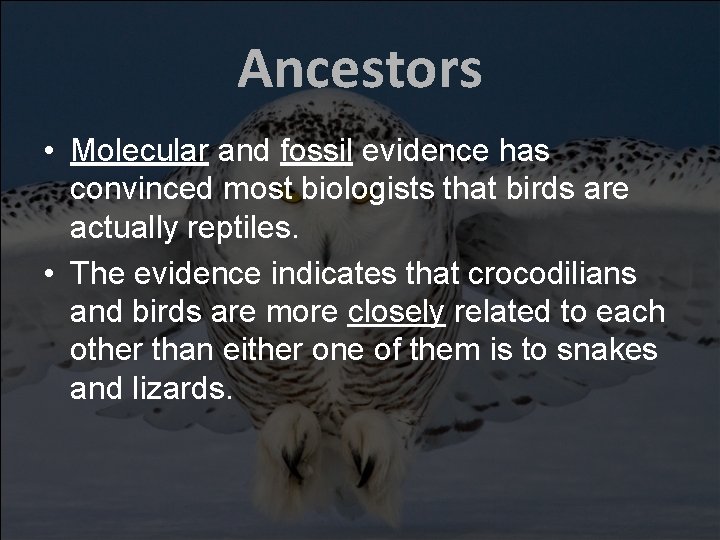 Ancestors • Molecular and fossil evidence has convinced most biologists that birds are actually