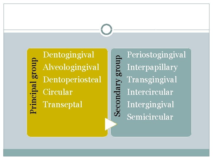 Alveologingival Dentoperiosteal Circular Transeptal Secondary group Principal group Dentogingival Periostogingival Interpapillary Transgingival Intercircular Intergingival