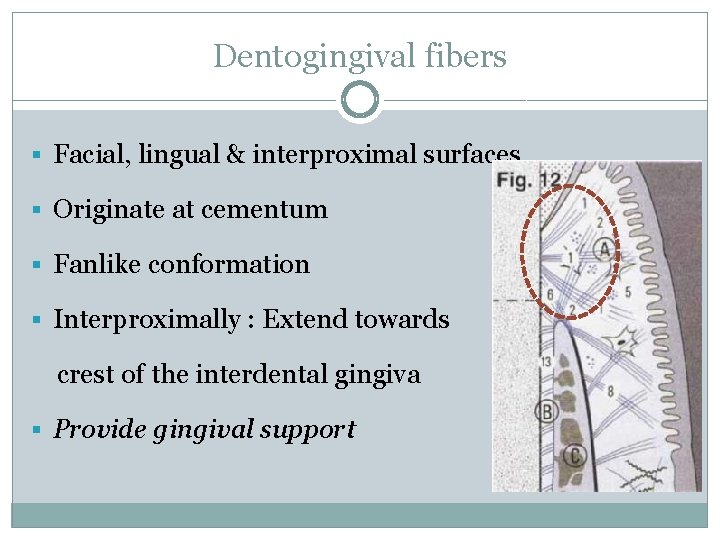 Dentogingival fibers § Facial, lingual & interproximal surfaces § Originate at cementum § Fanlike