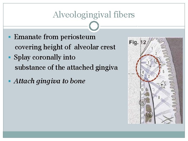 Alveologingival fibers § Emanate from periosteum covering height of alveolar crest § Splay coronally