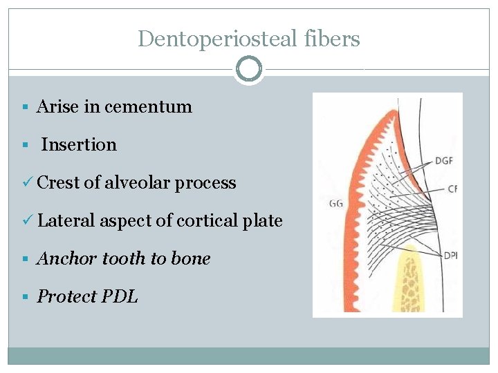 Dentoperiosteal fibers § Arise in cementum § Insertion ü Crest of alveolar process ü