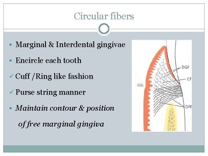 Circular fibers § Marginal & Interdental gingivae § Encircle each tooth ü Cuff /Ring