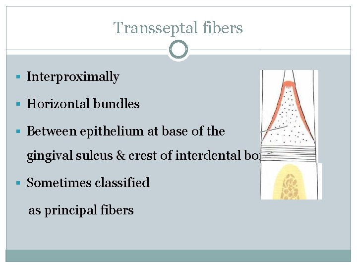 Transseptal fibers § Interproximally § Horizontal bundles § Between epithelium at base of the