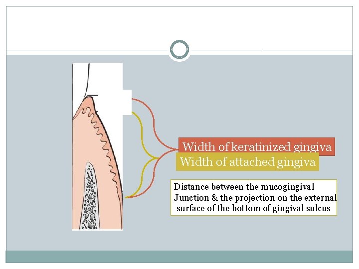 Width of keratinized gingiva Width of attached gingiva Distance between the mucogingival Junction &