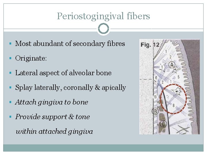 Periostogingival fibers § Most abundant of secondary fibres § Originate: § Lateral aspect of