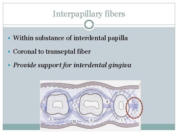 Interpapillary fibers § Within substance of interdental papilla § Coronal to transeptal fiber §