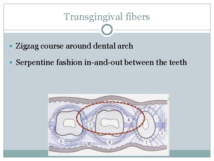 Transgingival fibers § Zigzag course around dental arch § Serpentine fashion in-and-out between the