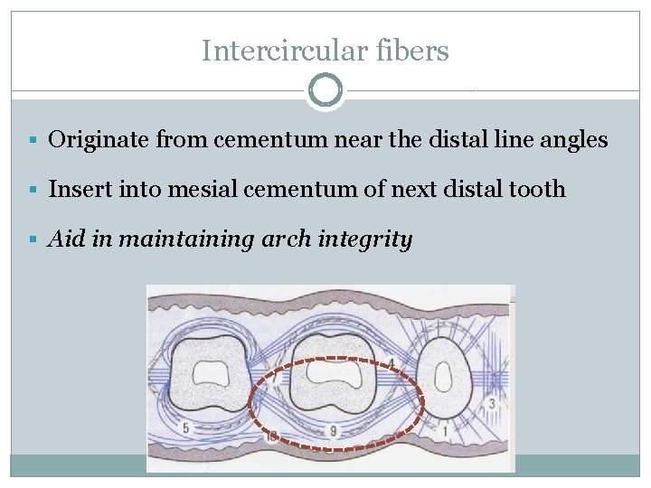 Intercircular fibers § Originate from cementum near the distal line angles § Insert into