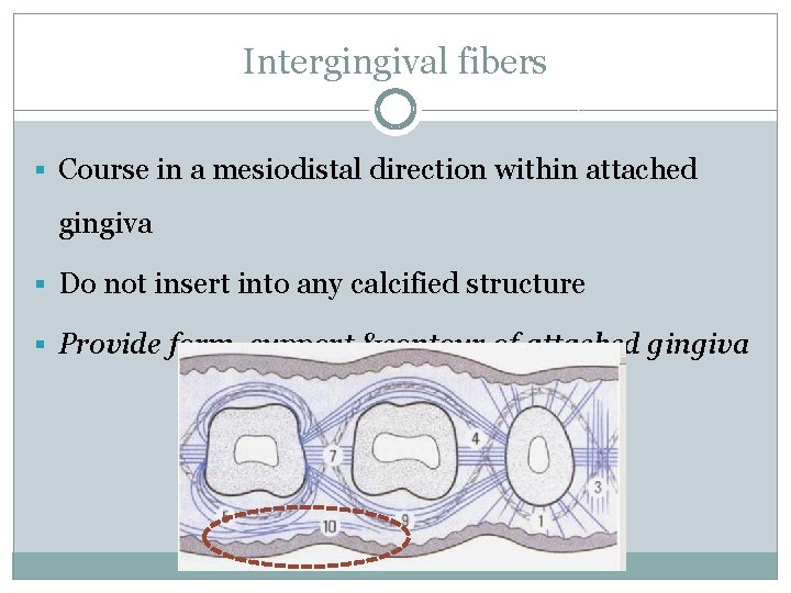 Intergingival fibers § Course in a mesiodistal direction within attached gingiva § Do not