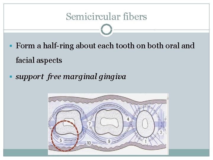 Semicircular fibers § Form a half-ring about each tooth on both oral and facial