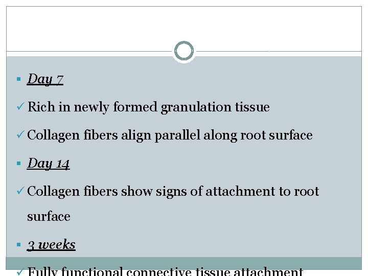 § Day 7 ü Rich in newly formed granulation tissue ü Collagen fibers align
