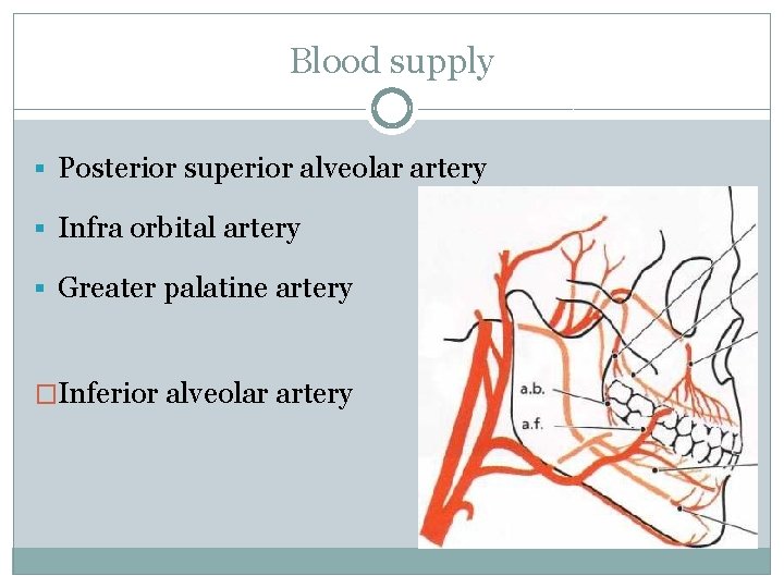 Blood supply § Posterior superior alveolar artery § Infra orbital artery § Greater palatine