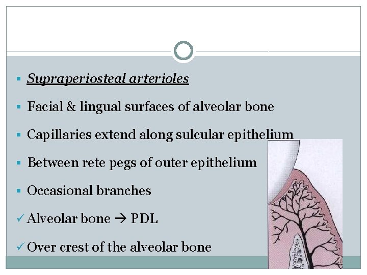 § Supraperiosteal arterioles § Facial & lingual surfaces of alveolar bone § Capillaries extend