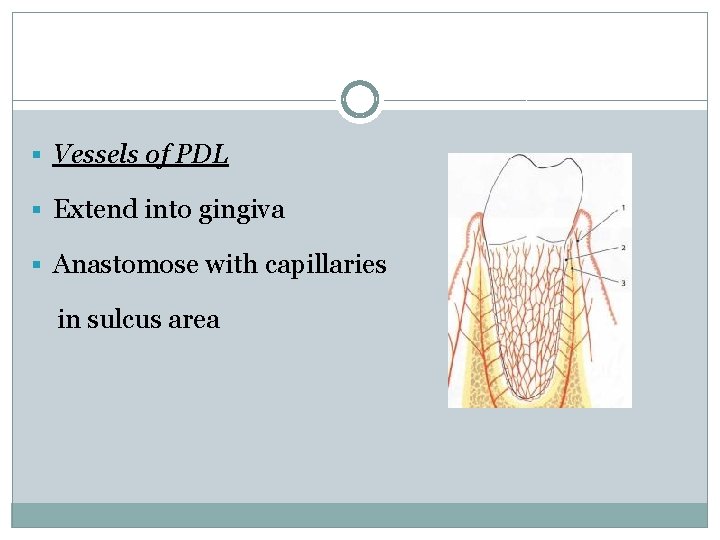 § Vessels of PDL § Extend into gingiva § Anastomose with capillaries in sulcus