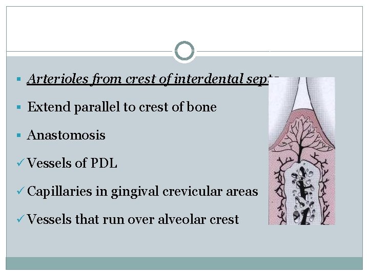 § Arterioles from crest of interdental septa § Extend parallel to crest of bone