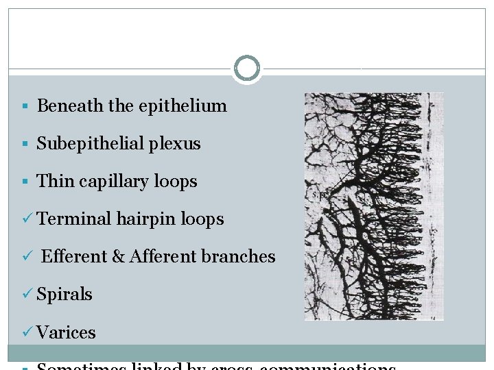 § Beneath the epithelium § Subepithelial plexus § Thin capillary loops ü Terminal hairpin