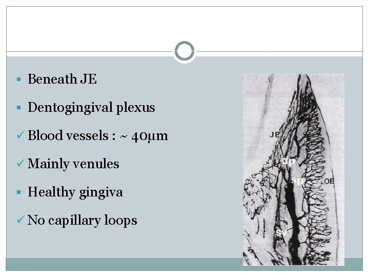 § Beneath JE § Dentogingival plexus ü Blood vessels : ~ 40µm ü Mainly