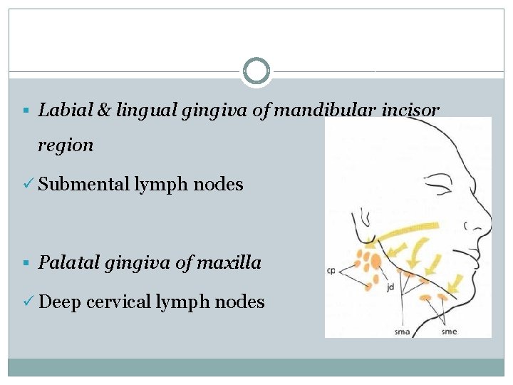 § Labial & lingual gingiva of mandibular incisor region ü Submental lymph nodes §