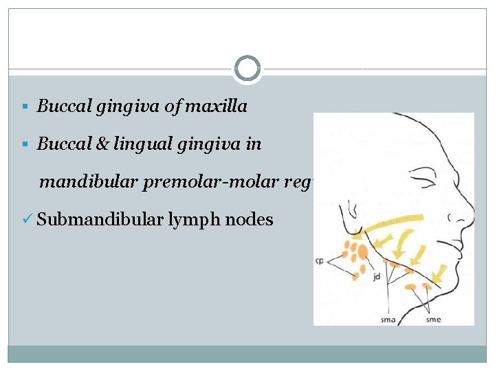 § Buccal gingiva of maxilla § Buccal & lingual gingiva in mandibular premolar-molar region