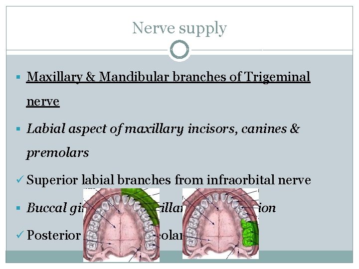 Nerve supply § Maxillary & Mandibular branches of Trigeminal nerve § Labial aspect of