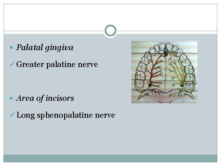 § Palatal gingiva ü Greater palatine nerve § Area of incisors ü Long sphenopalatine