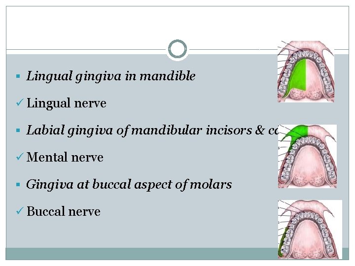 § Lingual gingiva in mandible ü Lingual nerve § Labial gingiva of mandibular incisors