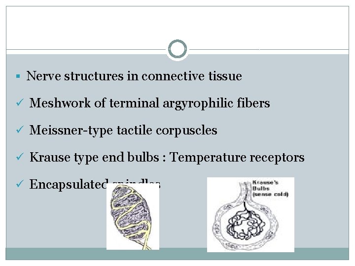 § Nerve structures in connective tissue ü Meshwork of terminal argyrophilic fibers ü Meissner-type