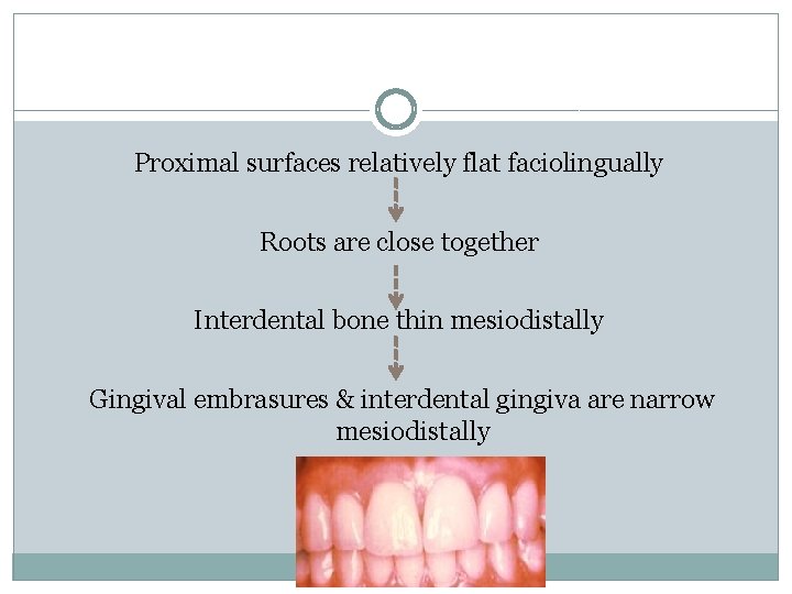 Proximal surfaces relatively flat faciolingually Roots are close together Interdental bone thin mesiodistally Gingival