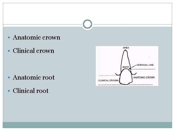 § Anatomic crown § Clinical crown § Anatomic root § Clinical root 
