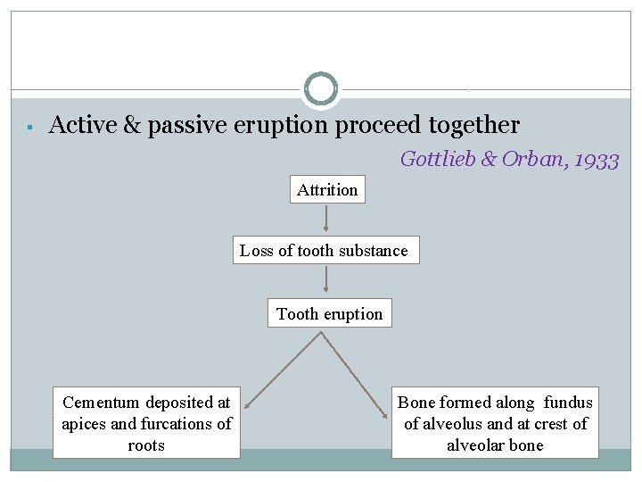 § Active & passive eruption proceed together Gottlieb & Orban, 1933 Attrition Loss of