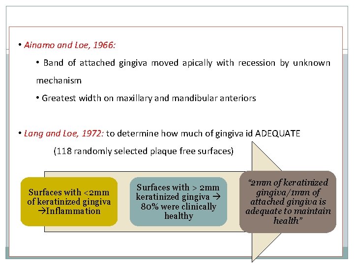  • Ainamo and Loe, 1966: • Band of attached gingiva moved apically with