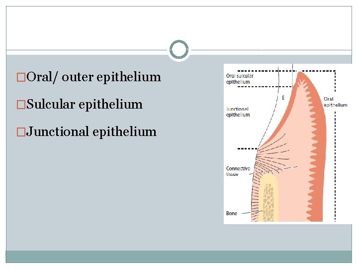 �Oral/ outer epithelium �Sulcular epithelium �Junctional epithelium 