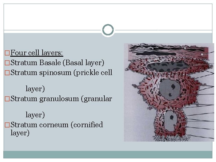 �Four cell layers: �Stratum Basale (Basal layer) �Stratum spinosum (prickle cell layer) �Stratum granulosum