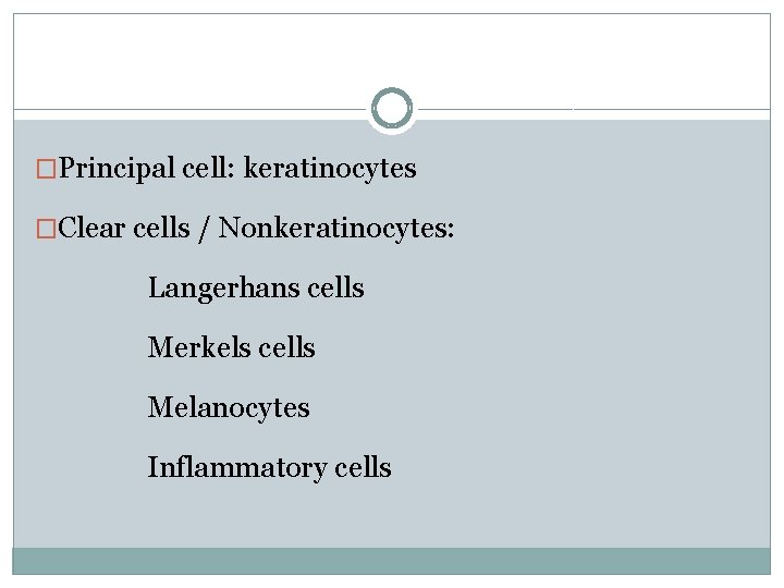 �Principal cell: keratinocytes �Clear cells / Nonkeratinocytes: Langerhans cells Merkels cells Melanocytes Inflammatory cells