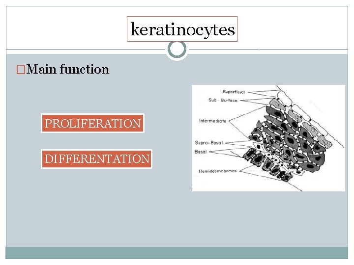 keratinocytes �Main function PROLIFERATION DIFFERENTATION 