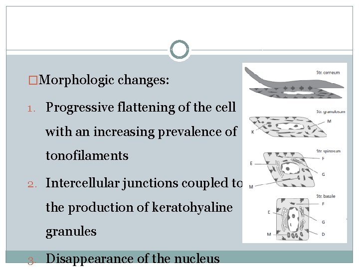 �Morphologic changes: 1. Progressive flattening of the cell with an increasing prevalence of tonofilaments