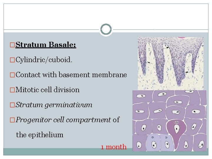 �Stratum Basale: �Cylindric/cuboid. �Contact with basement membrane �Mitotic cell division �Stratum germinativum �Progenitor cell